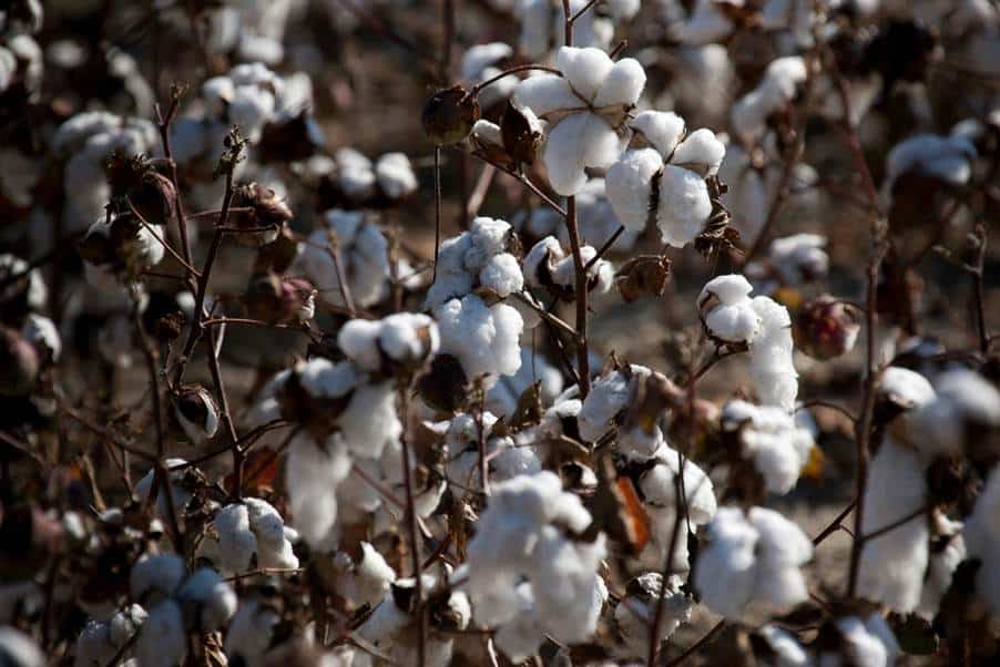 organic bedding made of cotton